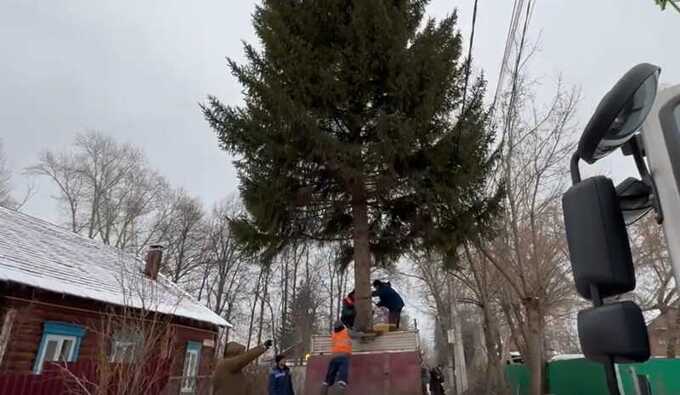 В Уфе спилили 30-летнюю ель для площади без согласия хозяйки