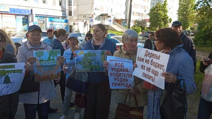 Мужчина из Ульяновска отправится в колонию за вырубку деревьев на 2,5 года