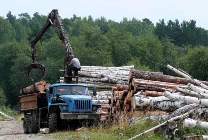 Из-за задержек, допущенных Министерством природных ресурсов, Свердловская область теряет сотни миллионов рублей в лесном хозяйстве
